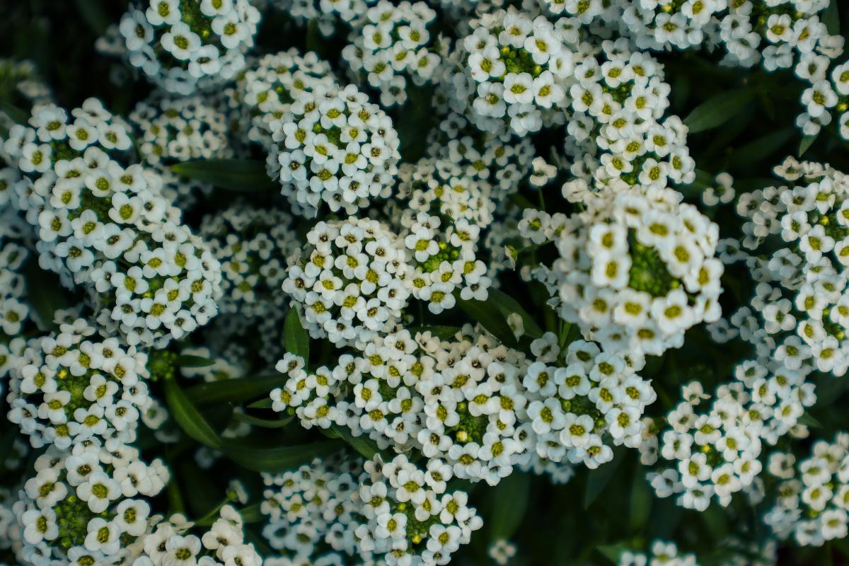 Ce plante perene nepretențioase pot fi plantate într-un cimitir / photo by chrechels.com
