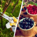 4 tratamente obligatorii pentru coacăze în primăvară: un mic efort