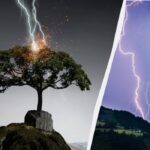 5 copaci atrag fulgerele ca un magnet: nu ar trebui