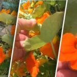 Alungă dăunătorii și atrage insectele: a fost numită o super
