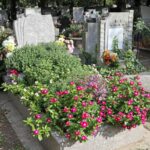 Autofloare și întreținere redusă: 4 flori perfecte pentru amenajarea mormintelor