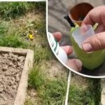 Buruieni în grădina de legume: cum să scapi rapid și