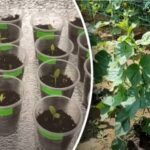Când să plantați castraveți în mai 2025 în Ucraina: zilele