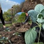 Când să plantați varza în sol deschis în mai –