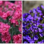 Ce flori să planteze în primăvară în grădină și în