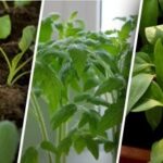 Ce să plantați în mai în teren deschis: aceste legume
