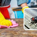 Cum să alungi muștele din casă fără a afecta familia