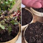 Cum să crească microgreens în 10 zile: un grădinar a