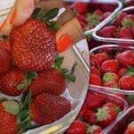 Cum să cultivi căpșuni în containere: grădinarii au dezvăluit un