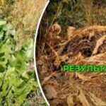 Cum să eliminați hreanul din grădina de legume pentru totdeauna: