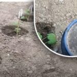 Cum să hrăniți castraveții: cele mai bune îngrășăminte pentru diferite