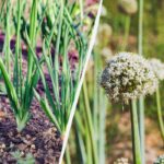 Cum să plantați ceapă astfel încât să nu intre în