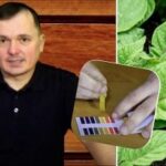 Cum să testați aciditatea solului la domiciliu: cele mai bune