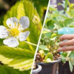 Cum să tratezi căpșunile în timpul înfloririi: 5 rețete sigure
