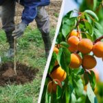 Două elemente nutritive obligatorii pentru pomi în luna mai: fără