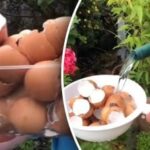 Experții ne îndeamnă să spălăm cojile de ouă și să
