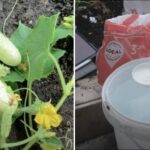 Fertilizator uimitor făcut în casă pentru castraveți: un grădinar a