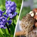 Floarea de hiacint – ce trebuie să faceți în contine: