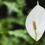 Grădinarii au numit locul „ideal” pentru spathiphyllums: de ce să