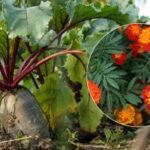 Grădinarii sunt îndemnați să planteze catifea și salată lângă sfeclă: