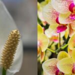 Grădinarul numește 7 plante de interior care merită udate cu