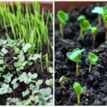 În ce puteți planta microgreens: un truc inteligent va uimi