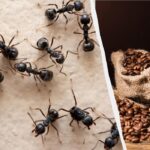 Insectele vor uita drumul în casa ta: un remediu dovedit