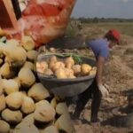 Mit popular desființat: este mai ieftin să cumperi cartofi sau