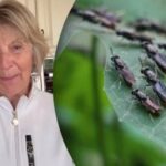 Muștele și insectele vor dispărea din casă – metoda bunicii