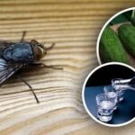 Muștele vor dispărea instantaneu: cele mai bune remedii naturale împotriva