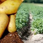 O recoltă record este garantată: ce soiuri de cartofi ar