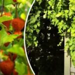 Plante agresoare: 8 flori pe care ar fi bine să