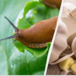 Remediu natural împotriva melcilor: salvarea florilor fără substanțe chimice