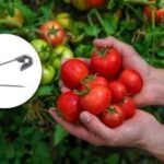Roșu cu 10 zile mai devreme: Cum să accelerați coacerea