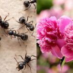 Sunt furnicile dăunătoare bujorilor: un horticultor dă răspunsul exact