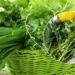 Verdețurile vor rămâne proaspete săptămâni întregi: a fost găsit un