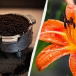 Zațul de cafea nu trebuie aruncat – este un bun