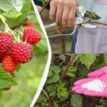 Zmeura va crește mare și dulce: iată ce să faci