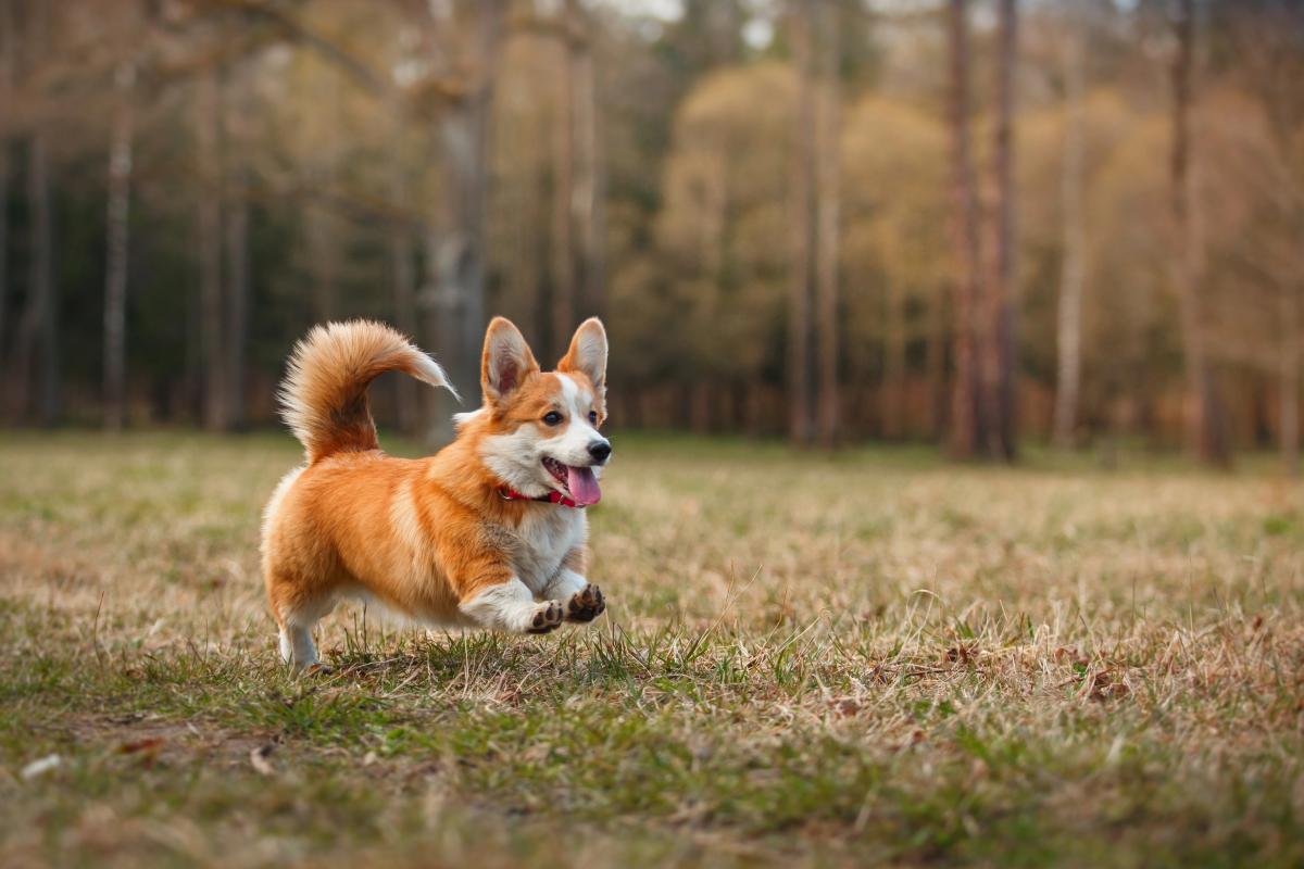 Ce trebuie să știți înainte de a cumpăra un corgi: preț, caracter și de ce nu sunt pentru toată lumea