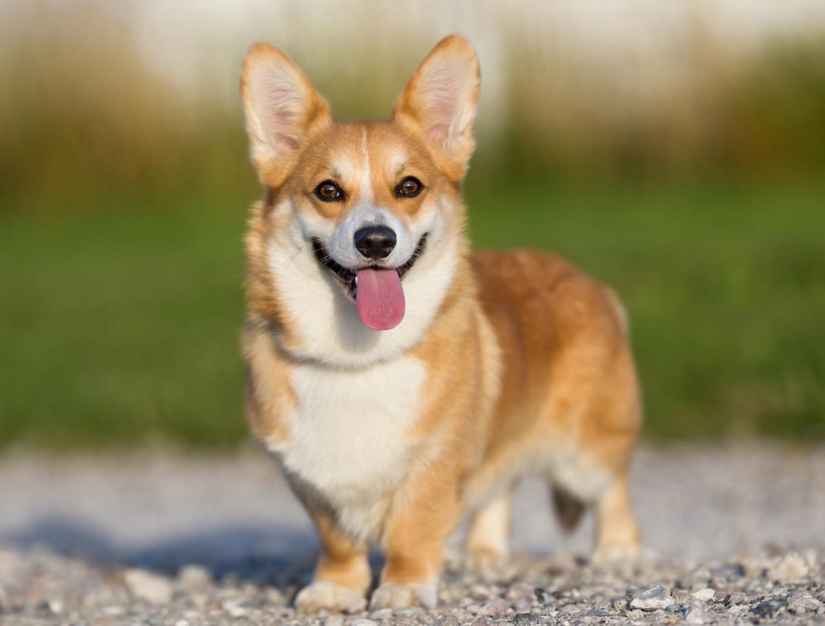 Cum să distingi un cățel corgi de o corcitură / depositphotos.com