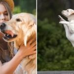 Câinele nu vrea să fie mângâiat și dă un semnal