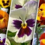 Ce flori mai pot fi însămânțate în iunie: 10 opțiuni