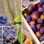 Ce puteți face din prune pentru iarnă fără conserve