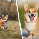 Ce trebuie să știți înainte de a cumpăra un corgi: