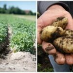 Cum să nu vă stricați recolta: ce plante nu ar