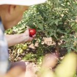 De ce crapă roșiile: această greșeală este făcută de aproape