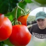 Fertilizarea roșiilor de la A la Z: cum să obțineți
