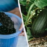 În iunie, dovlecelul trebuie fertilizat cu acest amestec: vor fi