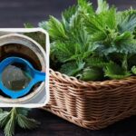 Infuzie de urzică – otravă sau bombă de vitamine: ce