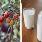 Laptele și iodul sunt fertilizatorul ideal pentru roșii: acestea vor